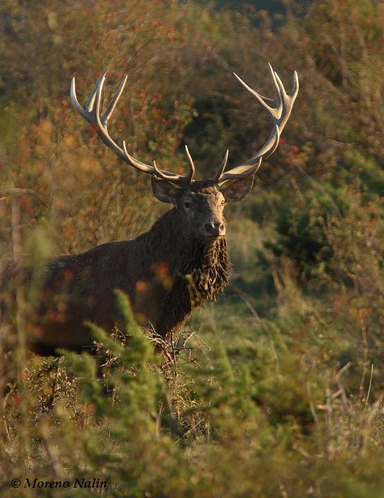 Strategie riproduttive del cervo (Cervus elaphus)